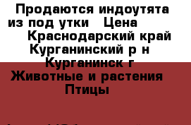 Продаются индоутята из под утки › Цена ­ 100-130 - Краснодарский край, Курганинский р-н, Курганинск г. Животные и растения » Птицы   